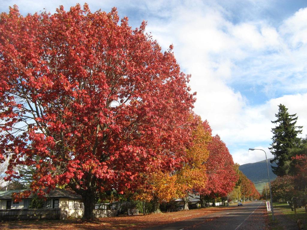 Tongariro River Motel Turangi Szoba fotó